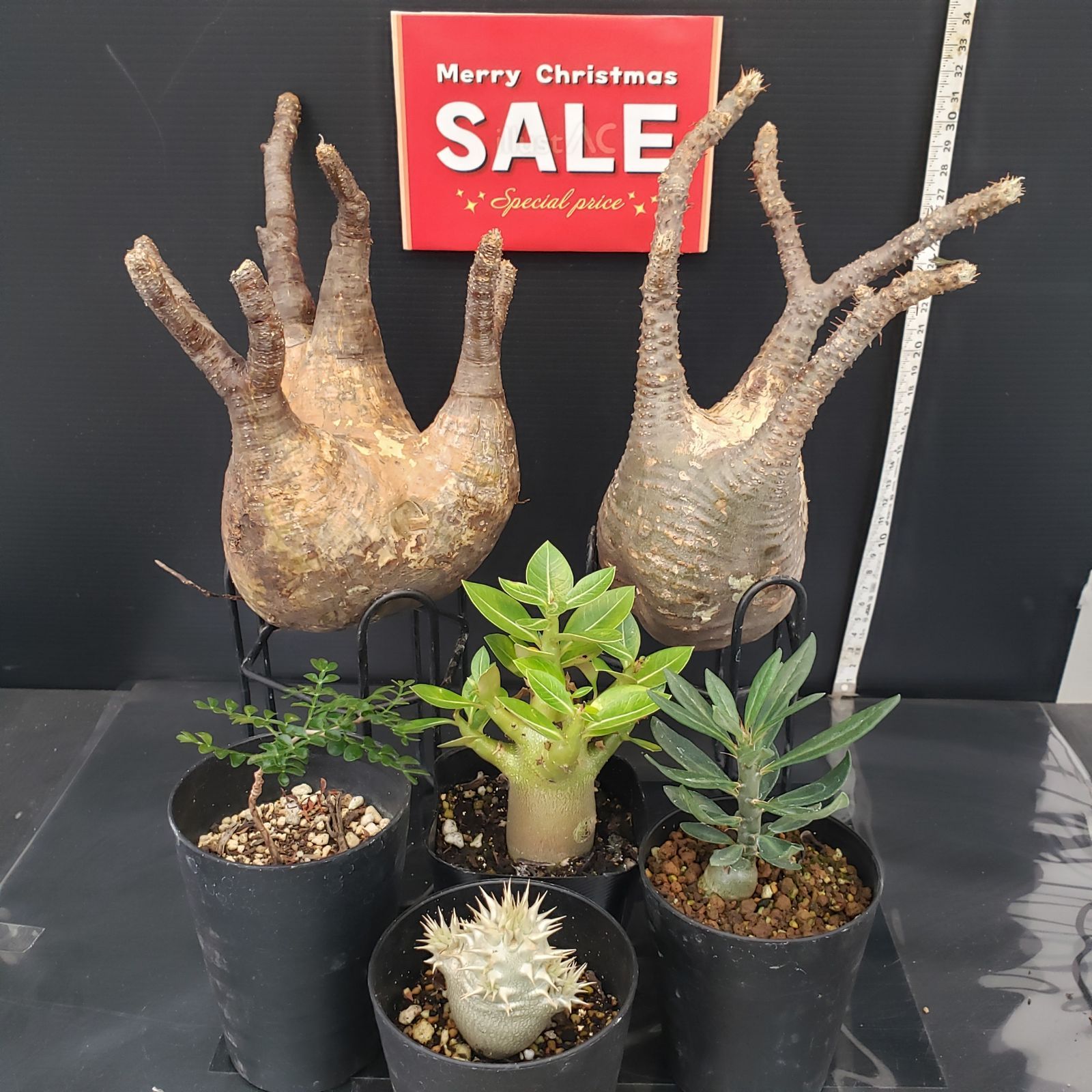 H293【Xmasセール！】トクトクコーデックスセット（抜き苗：グラキリス