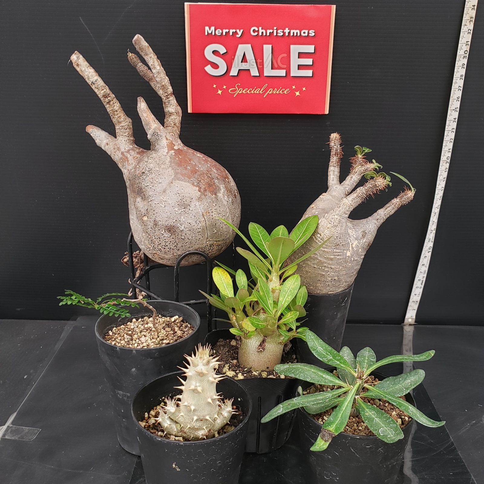 H295【Xmasセール！】トクトクコーデックスセット（抜き苗：グラキリス