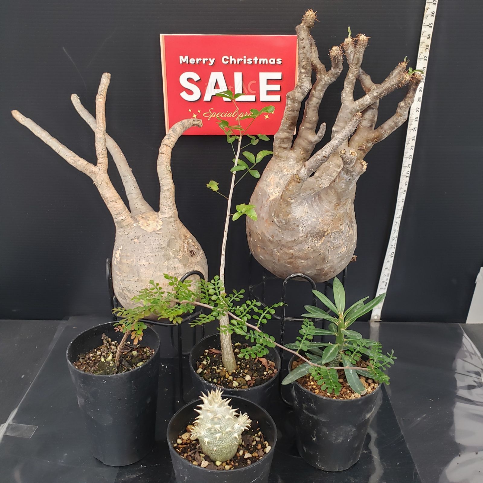 H297【Xmasセール！】トクトクコーデックスセット（抜き苗：グラキリス