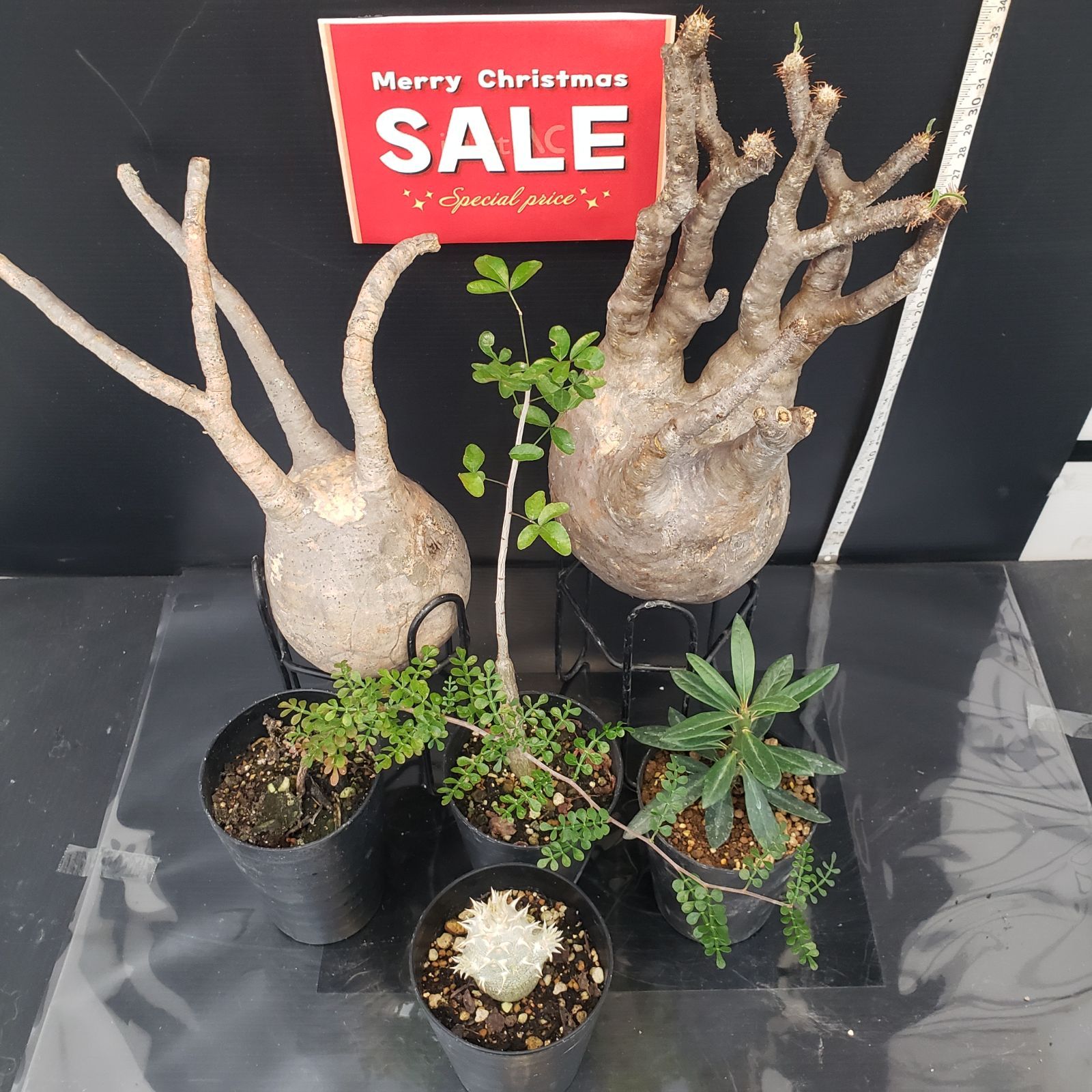 H297【Xmasセール！】トクトクコーデックスセット（抜き苗：グラキリス