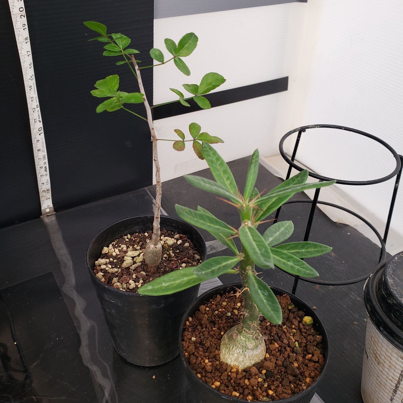 H298【Xmasセール！】トクトクコーデックスセット（抜き苗：グラキリス