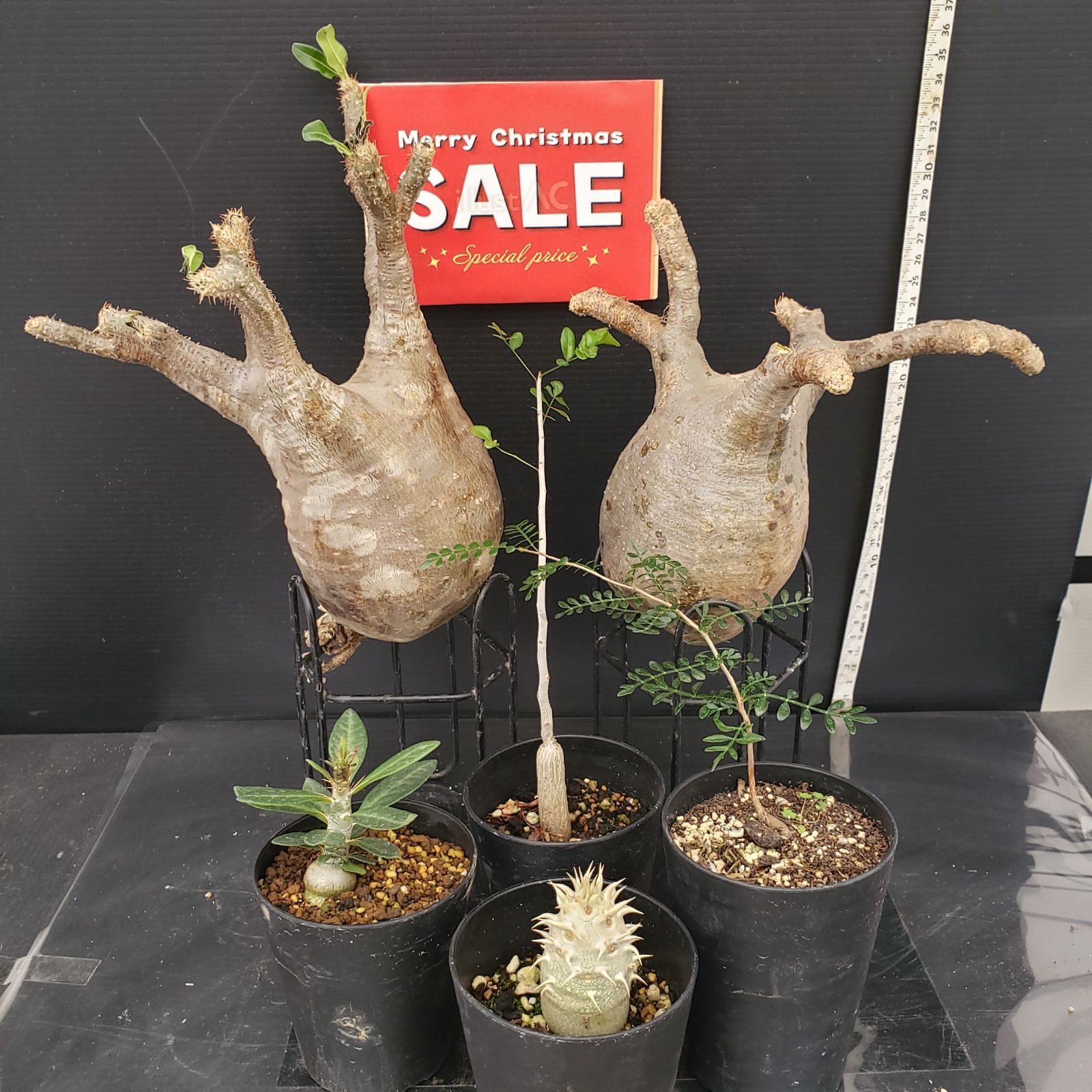 【特大苗】玉ゴジラ　アリオカルプス　接ぎ木　抜き苗発送　国内繁殖苗 H304【Xmasセール！】トクトクコーデックスセット（抜き苗：グラキリス