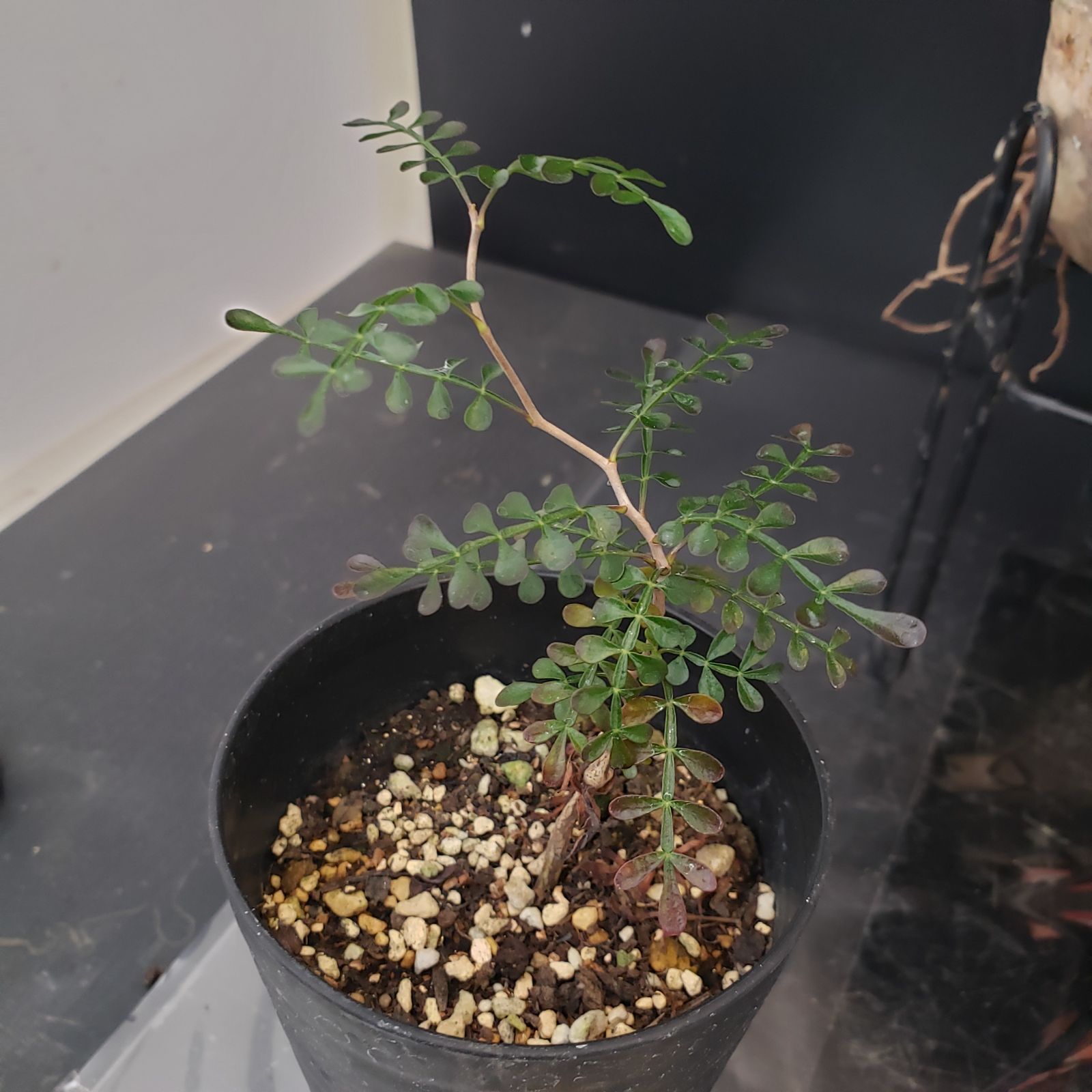 H310【Xmasセール！】トクトクコーデックスセット（抜き苗：グラキリス