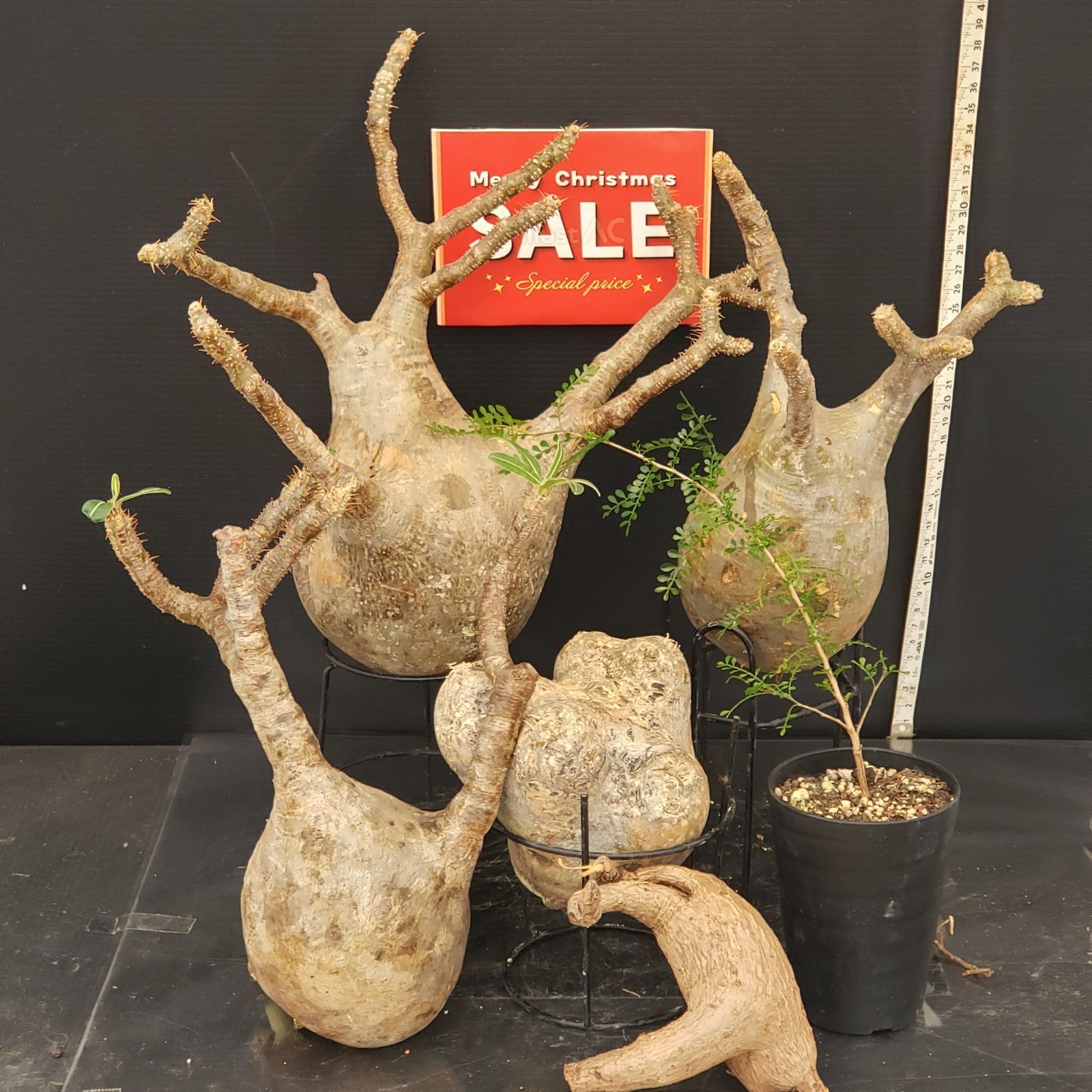 グラキリス【コレクション株】手のひらサイズ H312【Xmasセール！】トクトクコーデックスセット（抜き苗：グラキリス