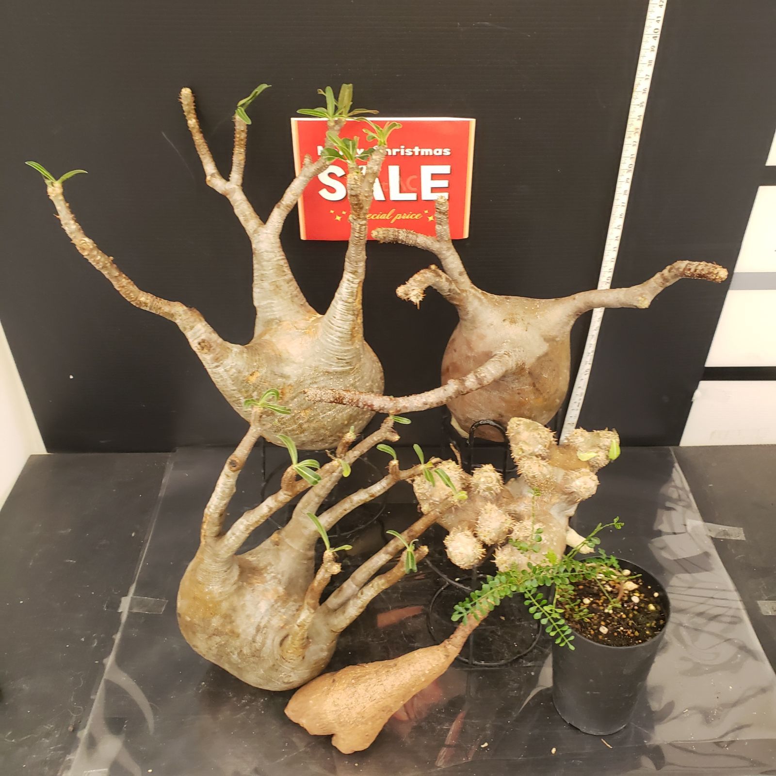 H315【Xmasセール！】トクトクコーデックスセット（抜き苗：グラキリス