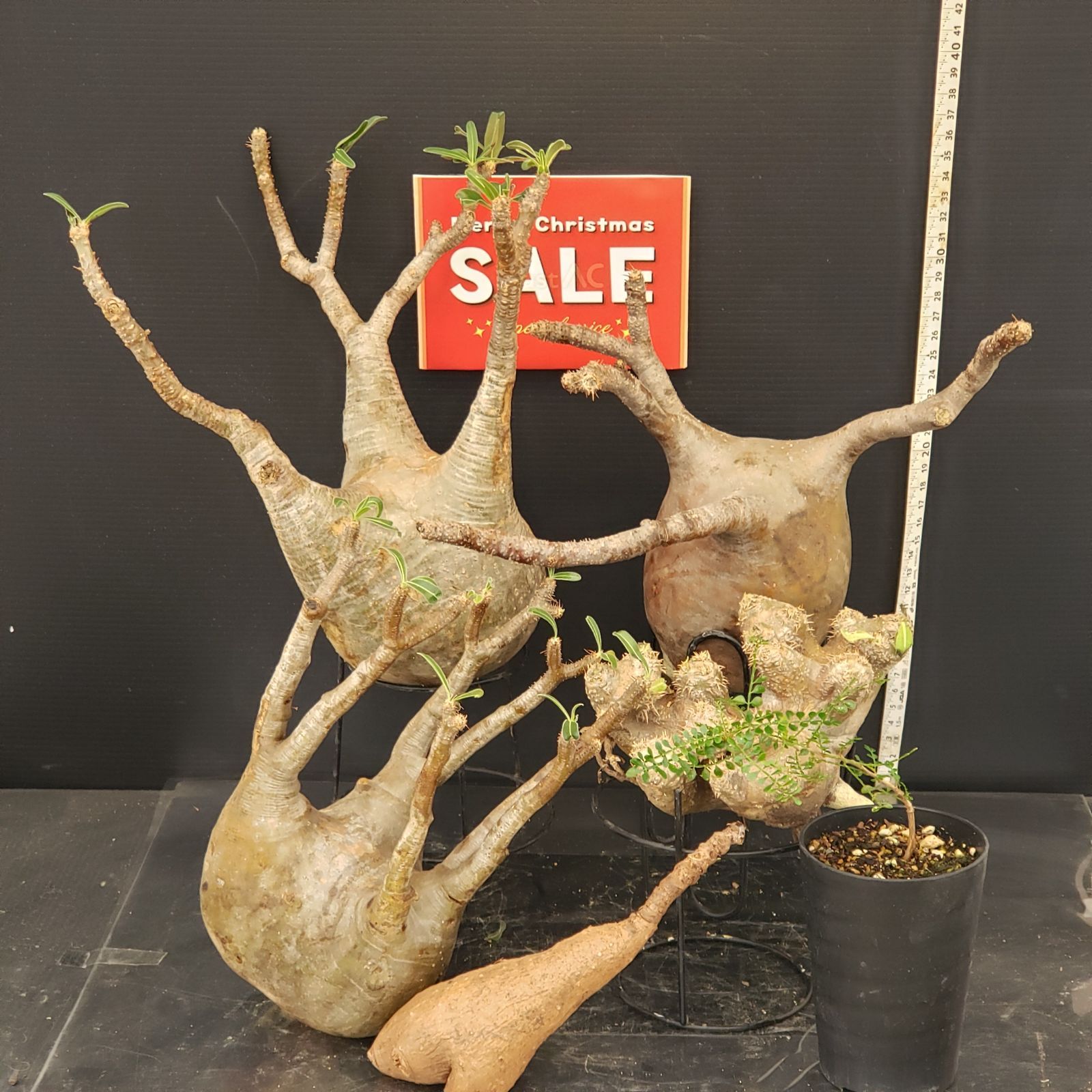 oreocereus celsianus 13苗　抜き苗 oreocereus celsianus 13苗 抜き苗 oreocereus celsianus 13苗 抜き苗