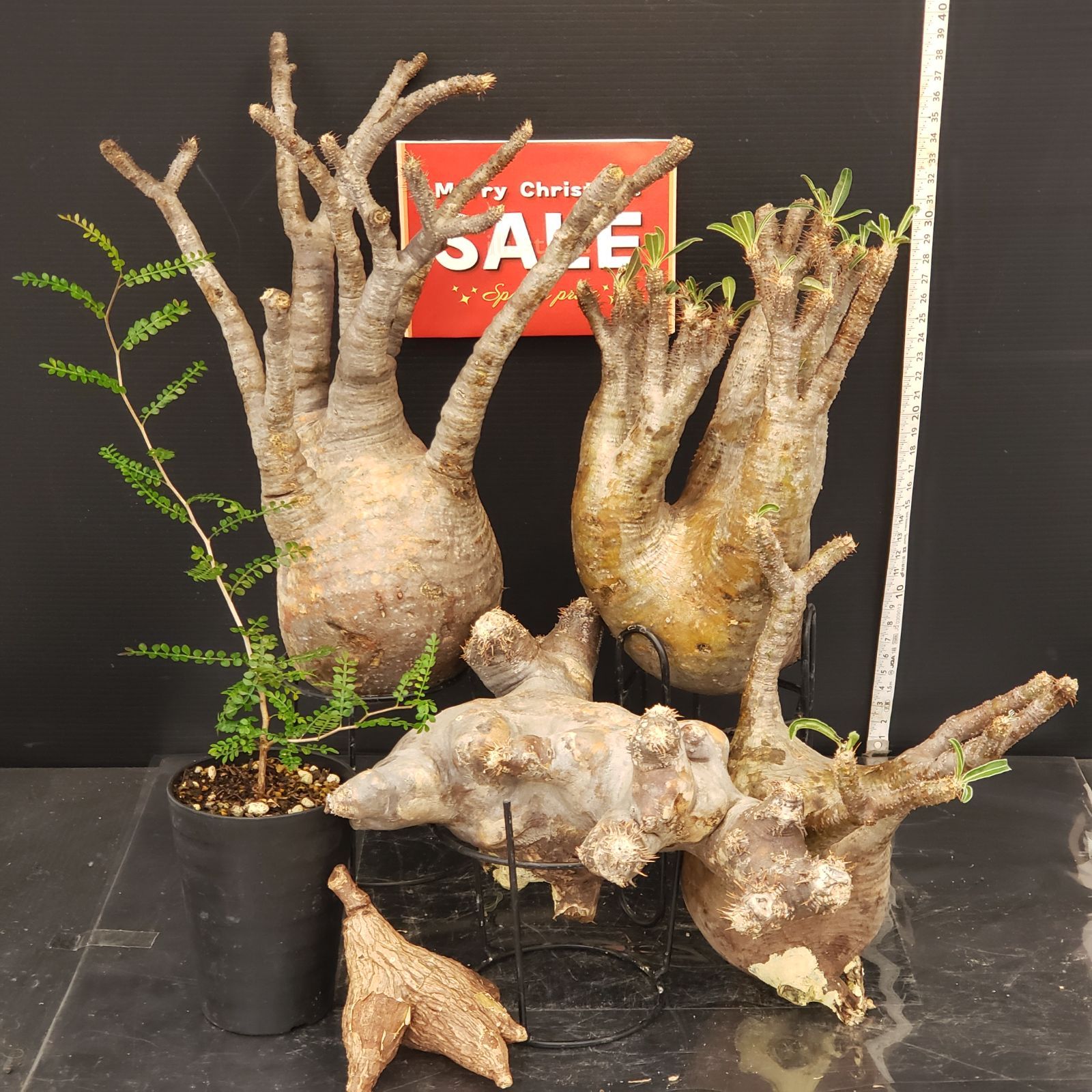 グラキリス【コレクション株】手のひらサイズ H317【Xmasセール！】トクトクコーデックスセット（抜き苗：グラキリス