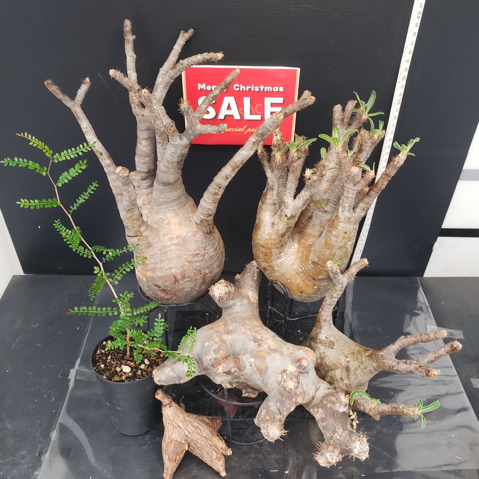 oreocereus celsianus 13苗　抜き苗 oreocereus celsianus 13苗 抜き苗 oreocereus celsianus 13苗 抜き苗