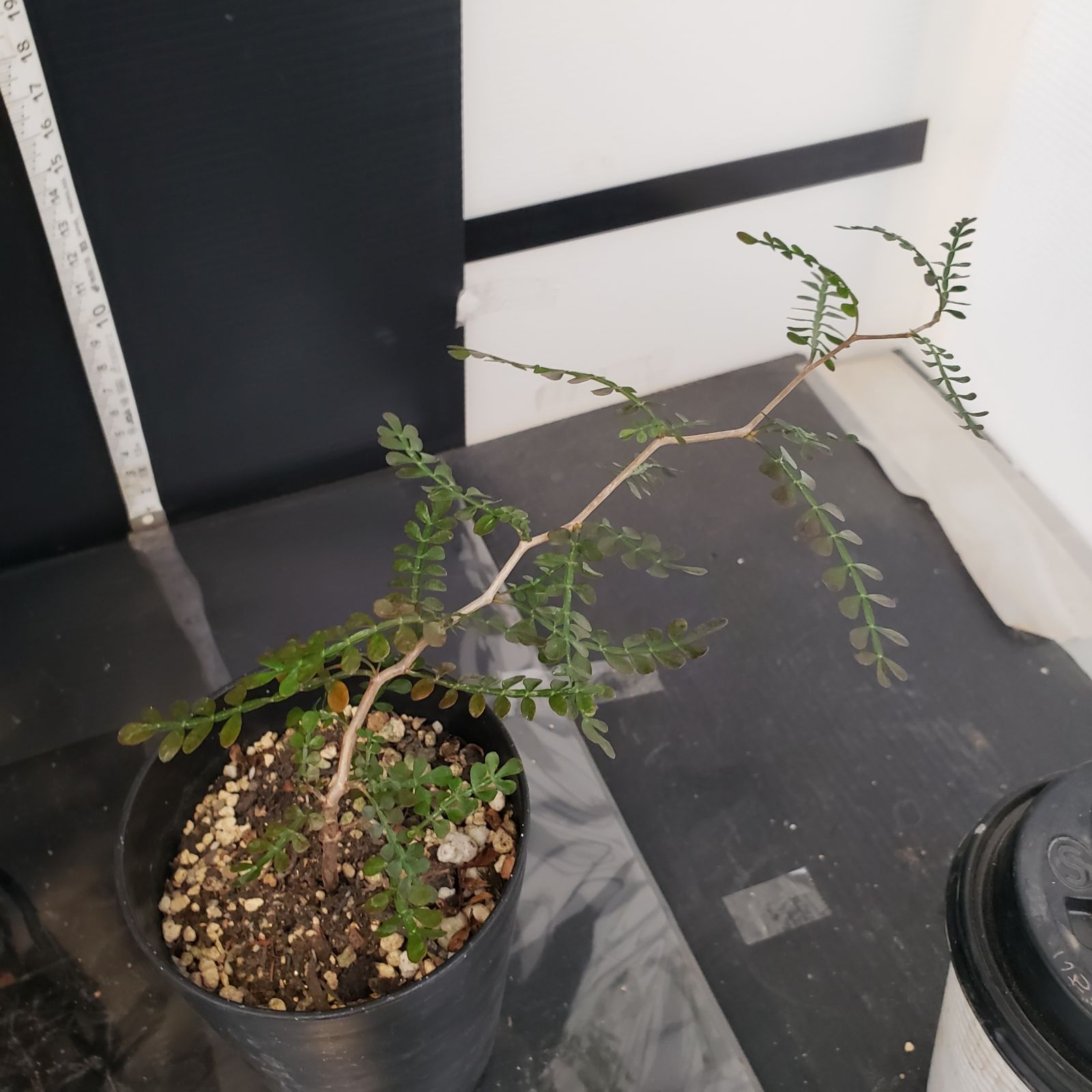 H318【Xmasセール！】トクトクコーデックスセット（抜き苗：グラキリス