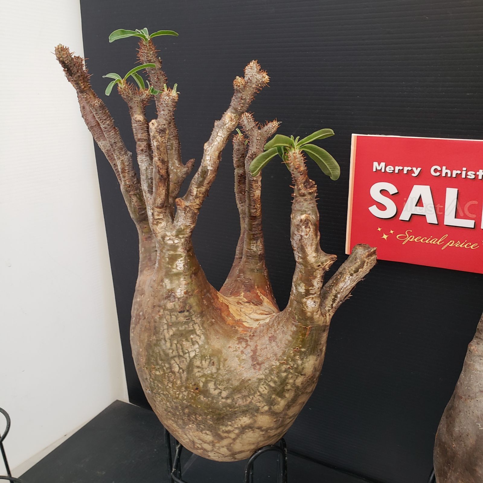 グラキリス【コレクション株】手のひらサイズ H318【Xmasセール！】トクトクコーデックスセット（抜き苗：グラキリス