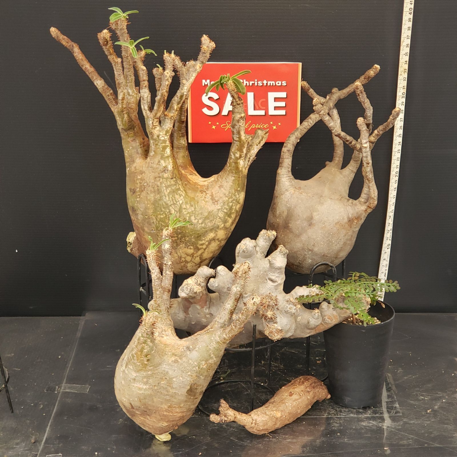 H318【Xmasセール！】トクトクコーデックスセット（抜き苗：グラキリス