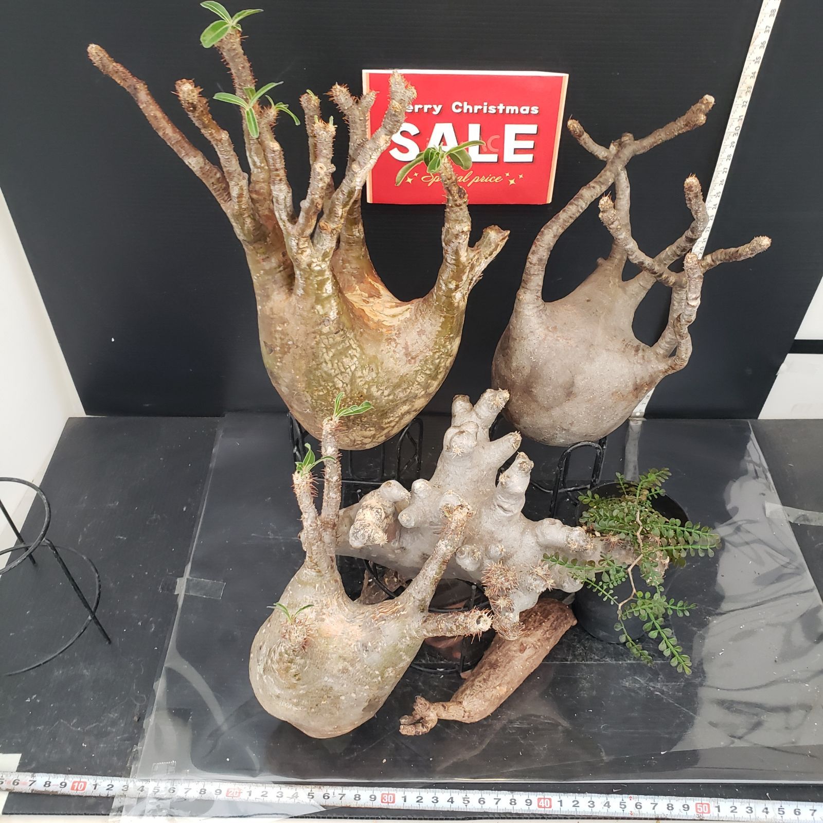 H318【Xmasセール！】トクトクコーデックスセット（抜き苗：グラキリス