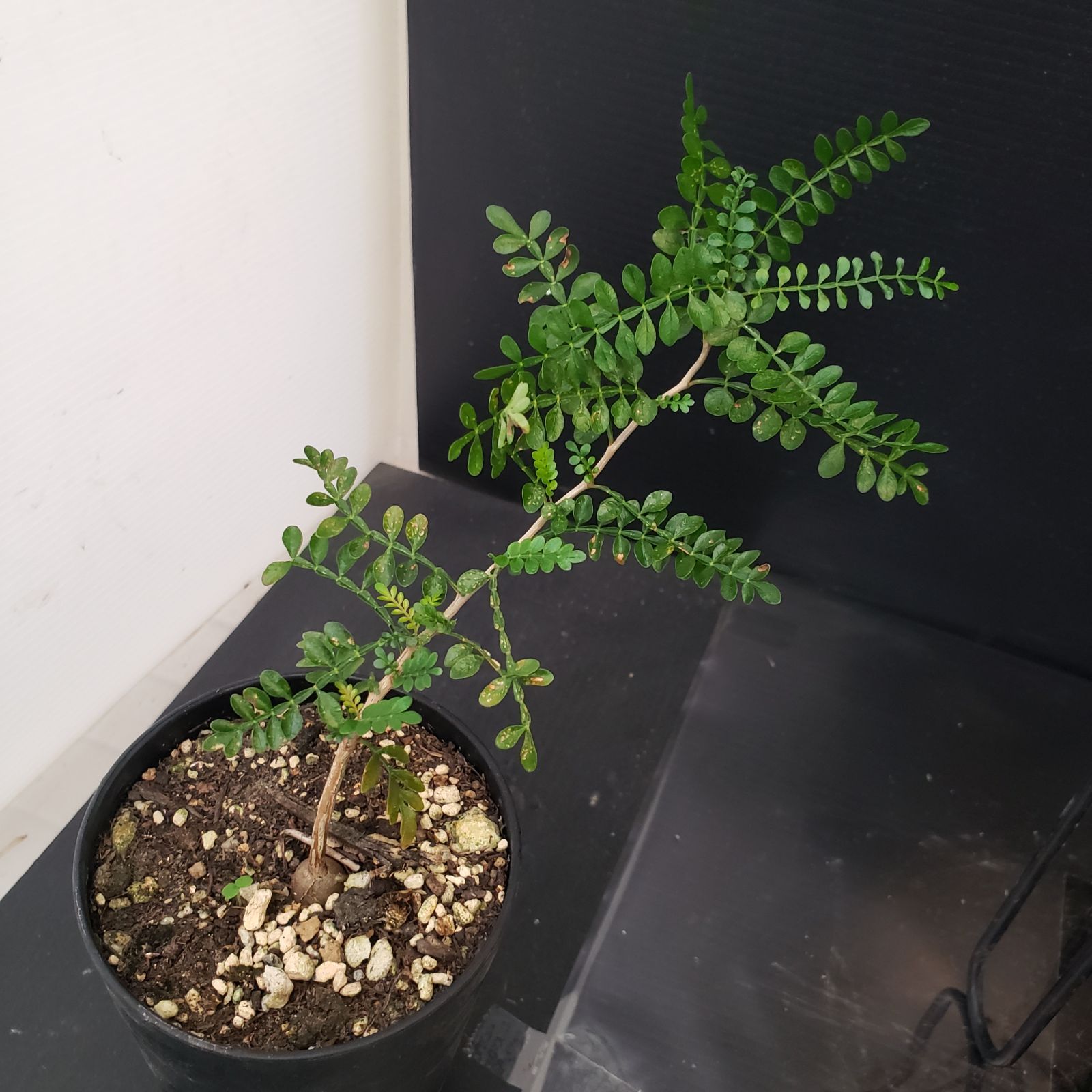 H319【Xmasセール！】トクトクコーデックスセット（抜き苗：グラキリス