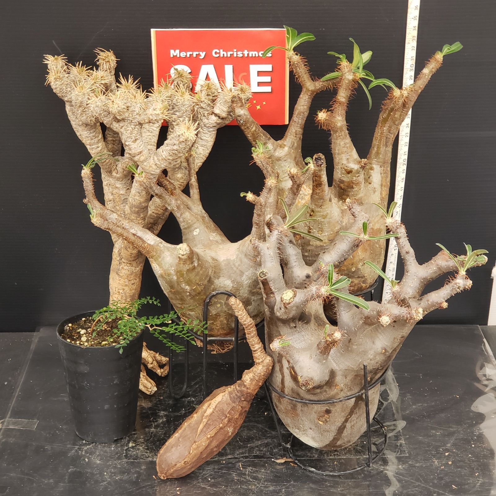 H322【Xmasセール！】トクトクコーデックスセット（抜き苗：グラキリス