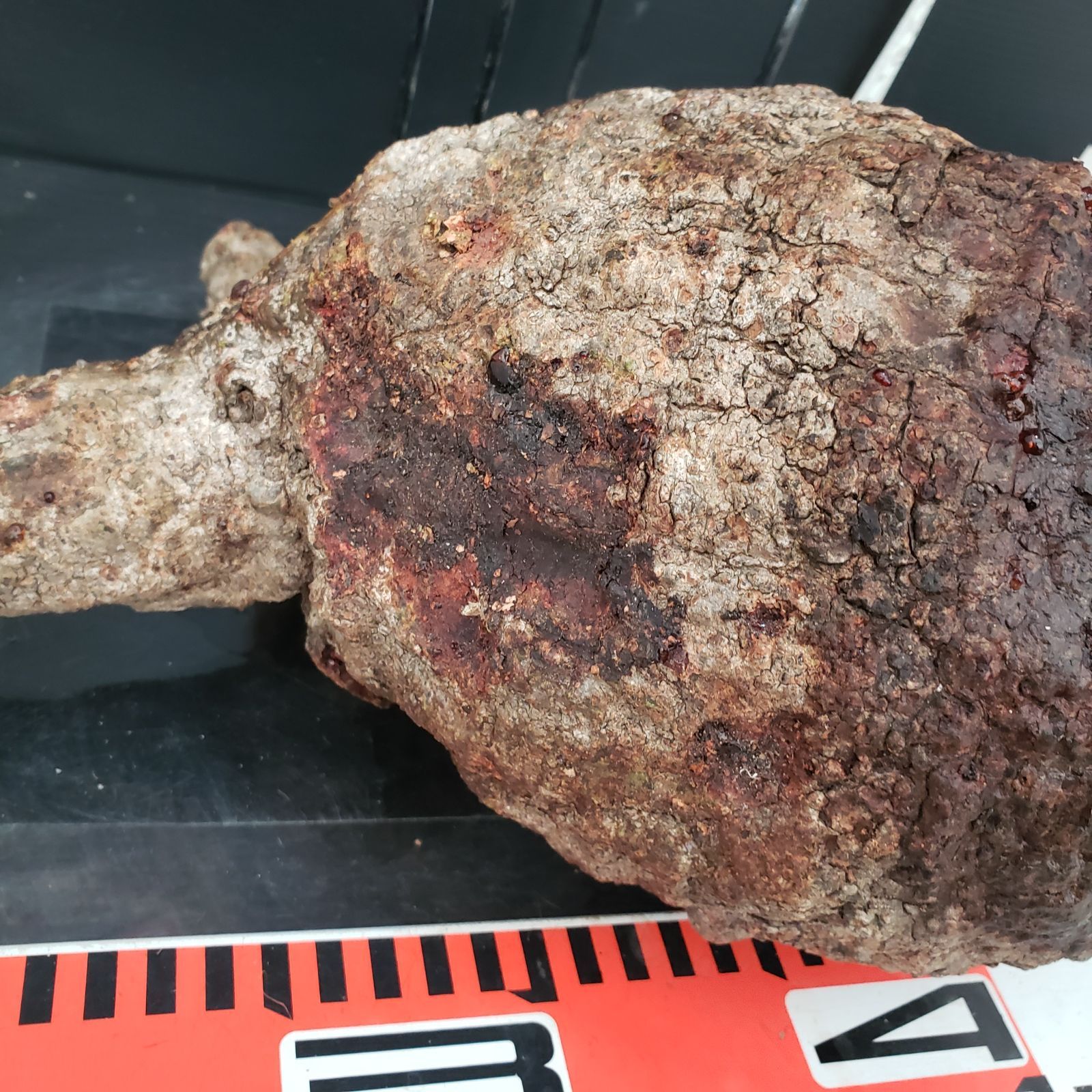 H331【最新到着】Operculicarya パキプス（現地球・抜き苗）【到着後3