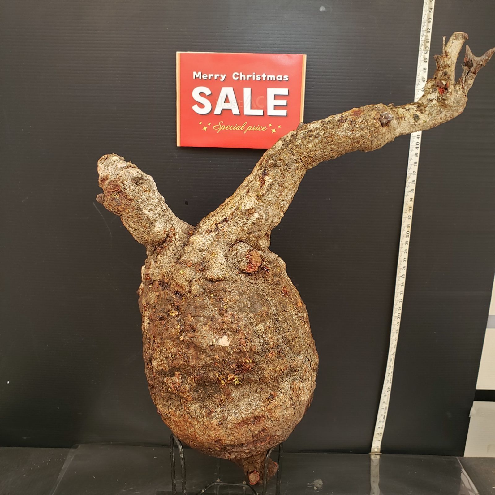 パキプス H331【最新到着】Operculicarya パキプス（現地球・抜き苗）【到着後3