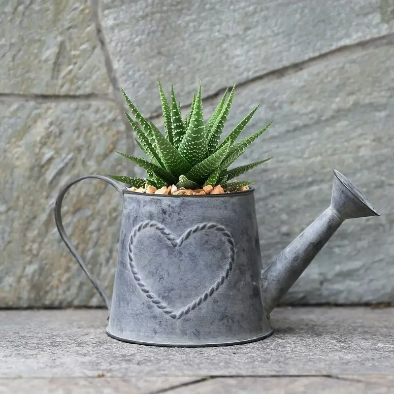 多肉 ハート型プランター 多肉植物寄せ植え✨メッシュプランターハート❤️😂 | CAINZ DIY Square