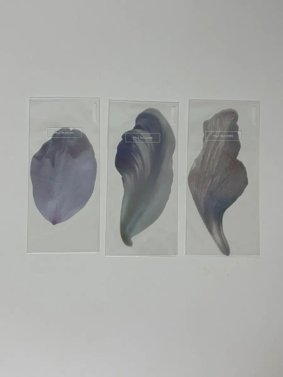 イオクト キャノン 展示会 しおり 3種 set