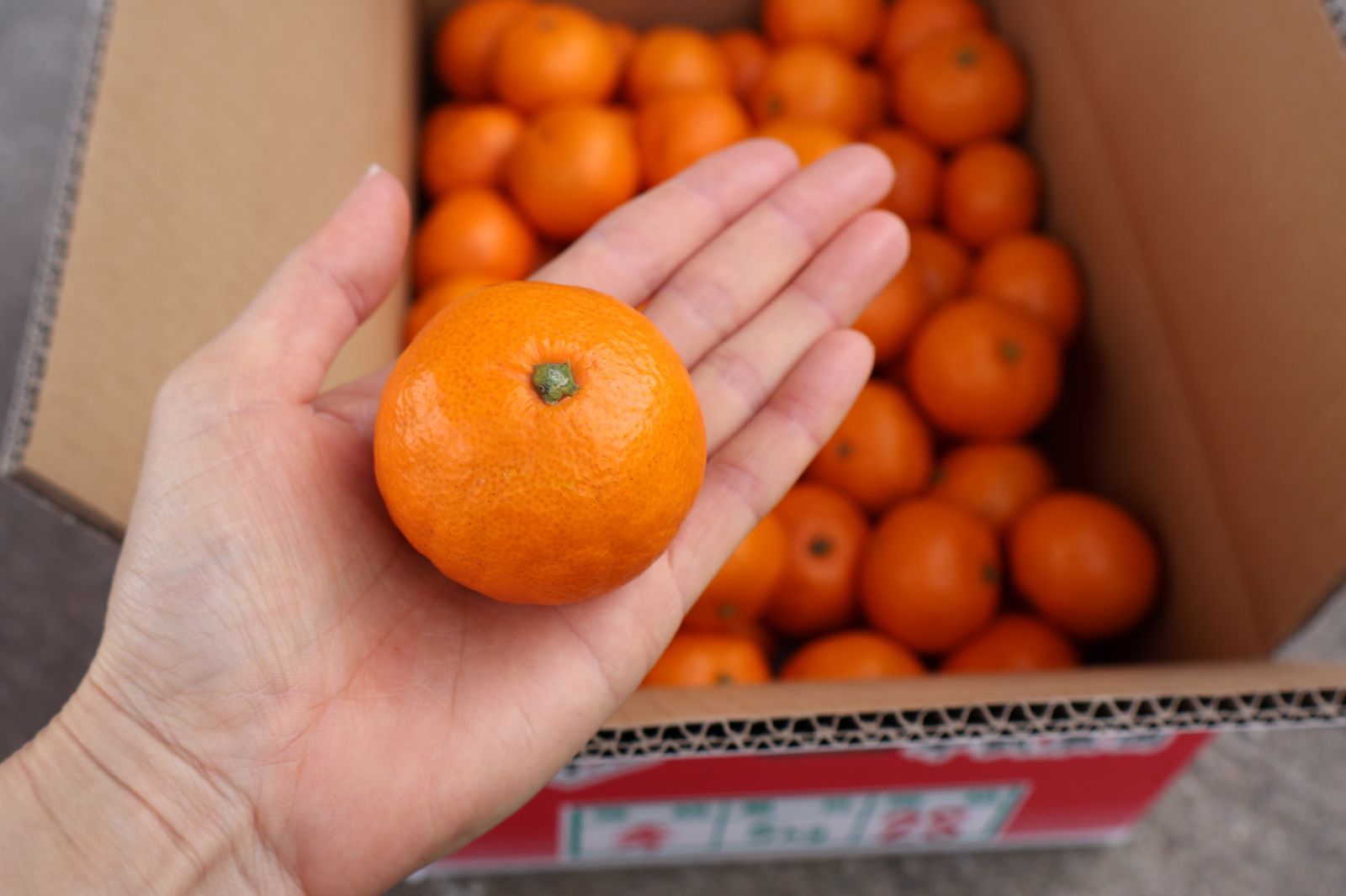 農家直送！有田みかん オンライン 2S（小玉）10kg【平武農園】和歌山