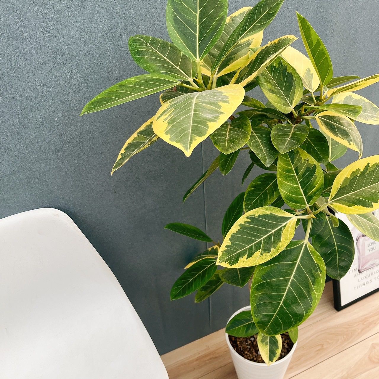 現品］3番 フィカス アルテシマ 8号 観葉植物 室内 大型 ゴムの木