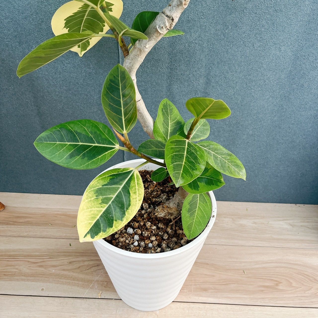 ［現品］3番　フィカス　アルテシマ　8号　観葉植物　室内　大型　ゴムの木　斑入り 現品］3番 フィカス アルテシマ 8号 観葉植物 室内 大型 ゴムの木