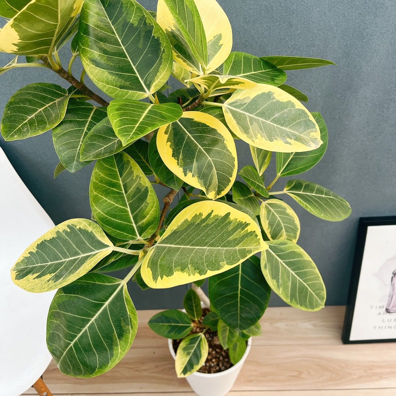 現品］3番 フィカス アルテシマ 8号 観葉植物 室内 大型 ゴムの木