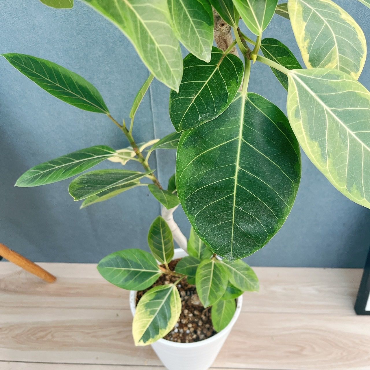 ［現品］3番　フィカス　アルテシマ　8号　観葉植物　室内　大型　ゴムの木　斑入り 現品］3番 フィカス アルテシマ 8号 観葉植物 室内 大型 ゴムの木