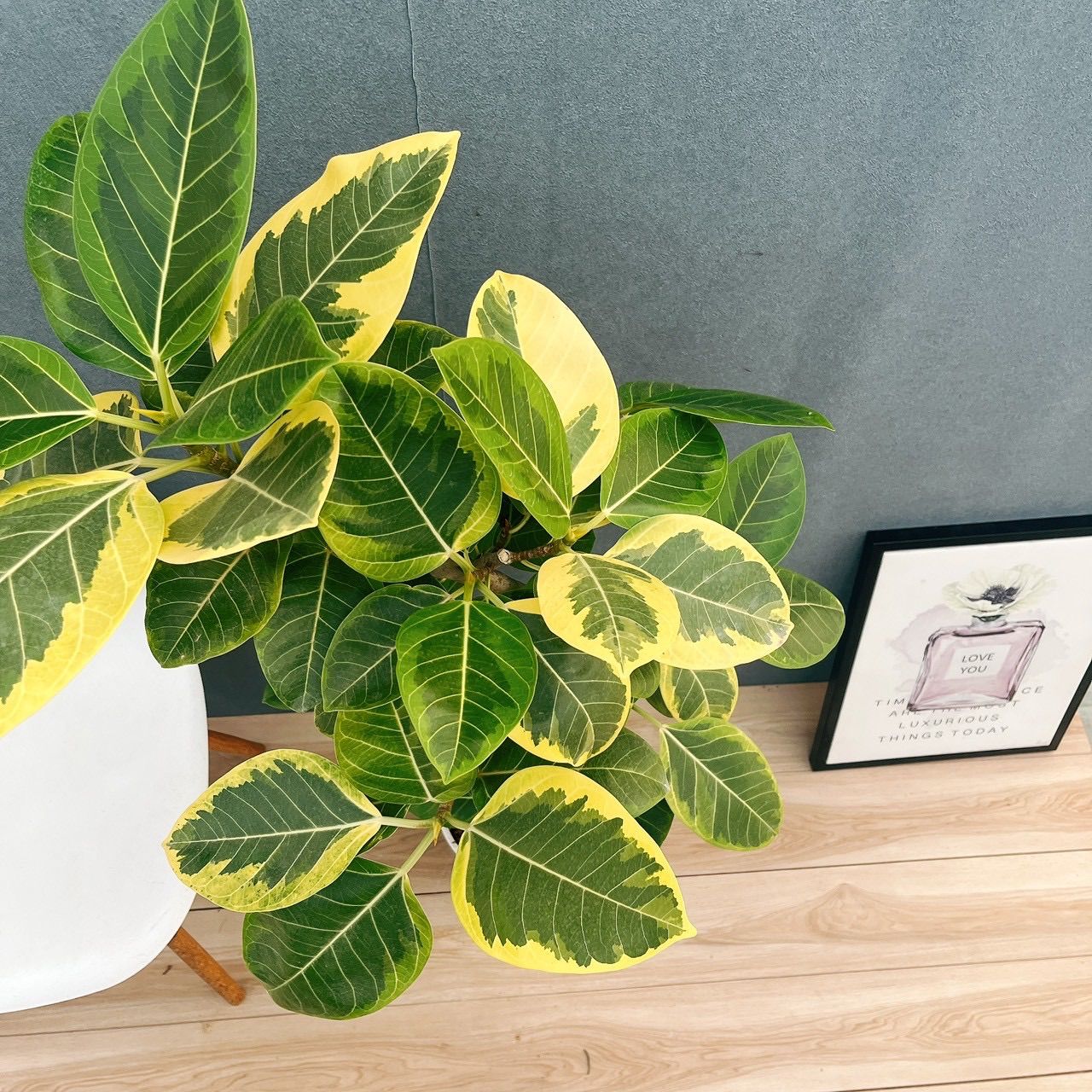 現品］3番 フィカス アルテシマ 8号 観葉植物 室内 大型 ゴムの木