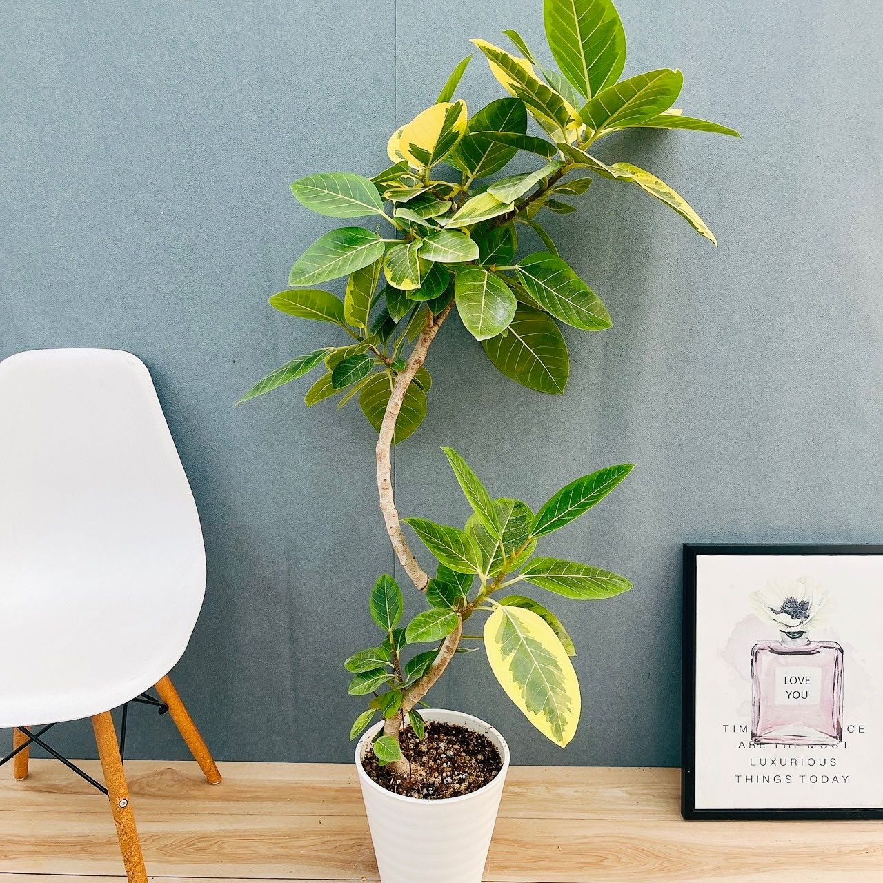 現品］3番 フィカス アルテシマ 8号 観葉植物 室内 大型 ゴムの木