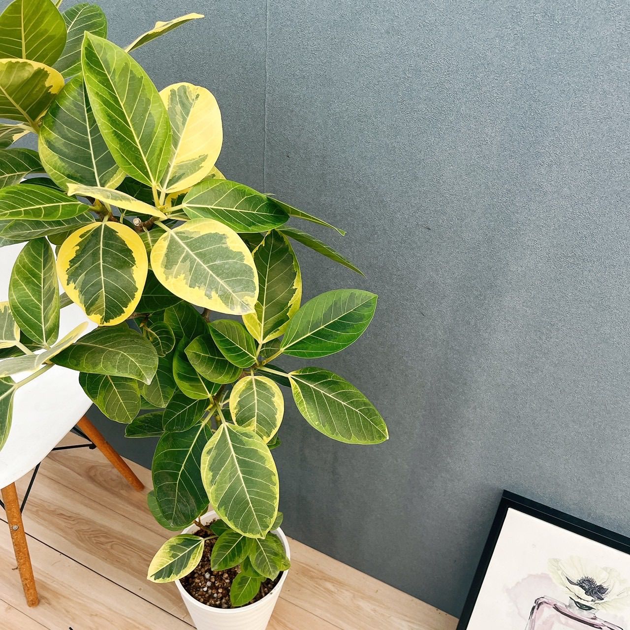 ［現品］3番　フィカス　アルテシマ　8号　観葉植物　室内　大型　ゴムの木　斑入り 現品］3番 フィカス アルテシマ 8号 観葉植物 室内 大型 ゴムの木 斑入り