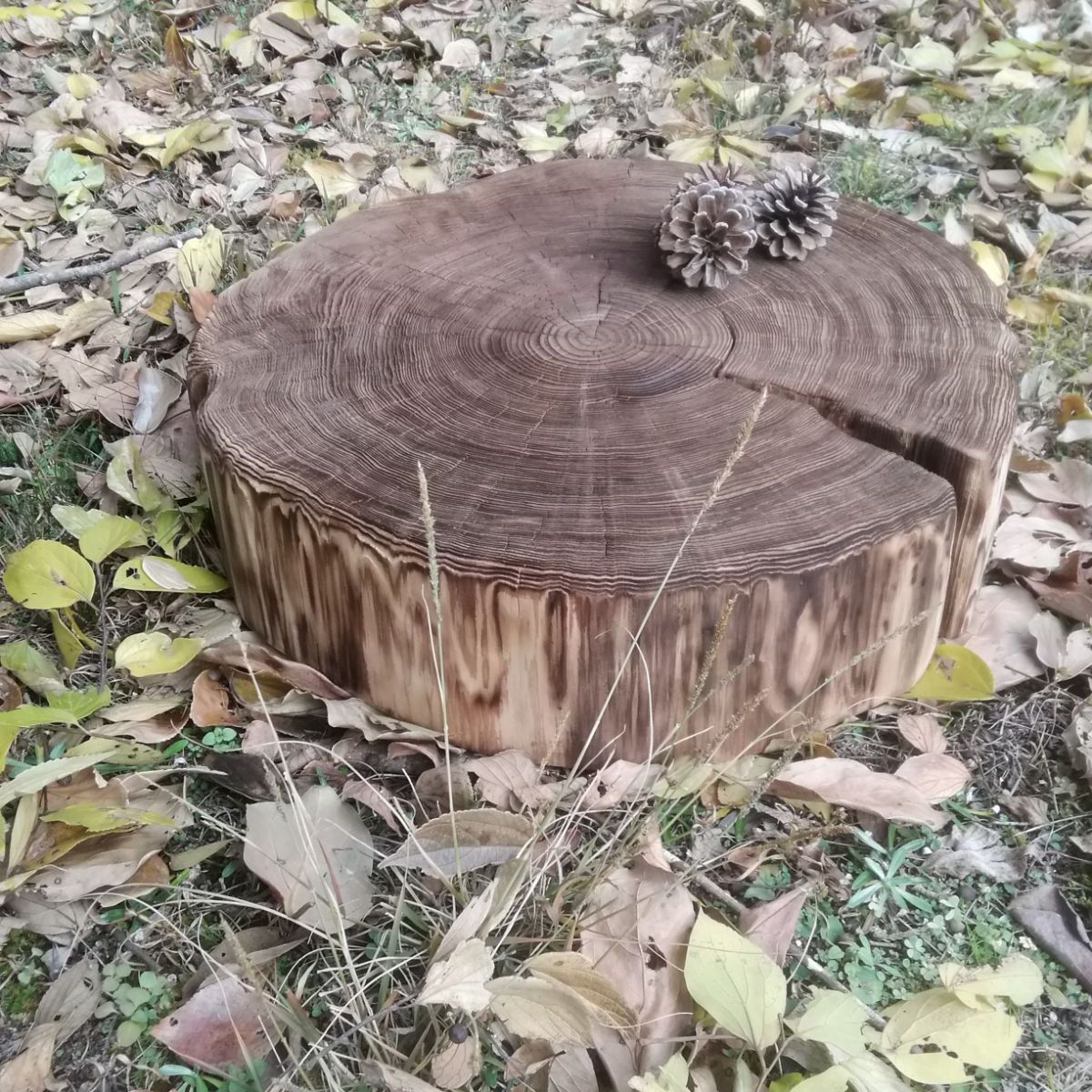  切り株 ウッドスツール ディスプレイ台 椅子 杉丸太 サイドテーブル その他 インテリア 生活道具