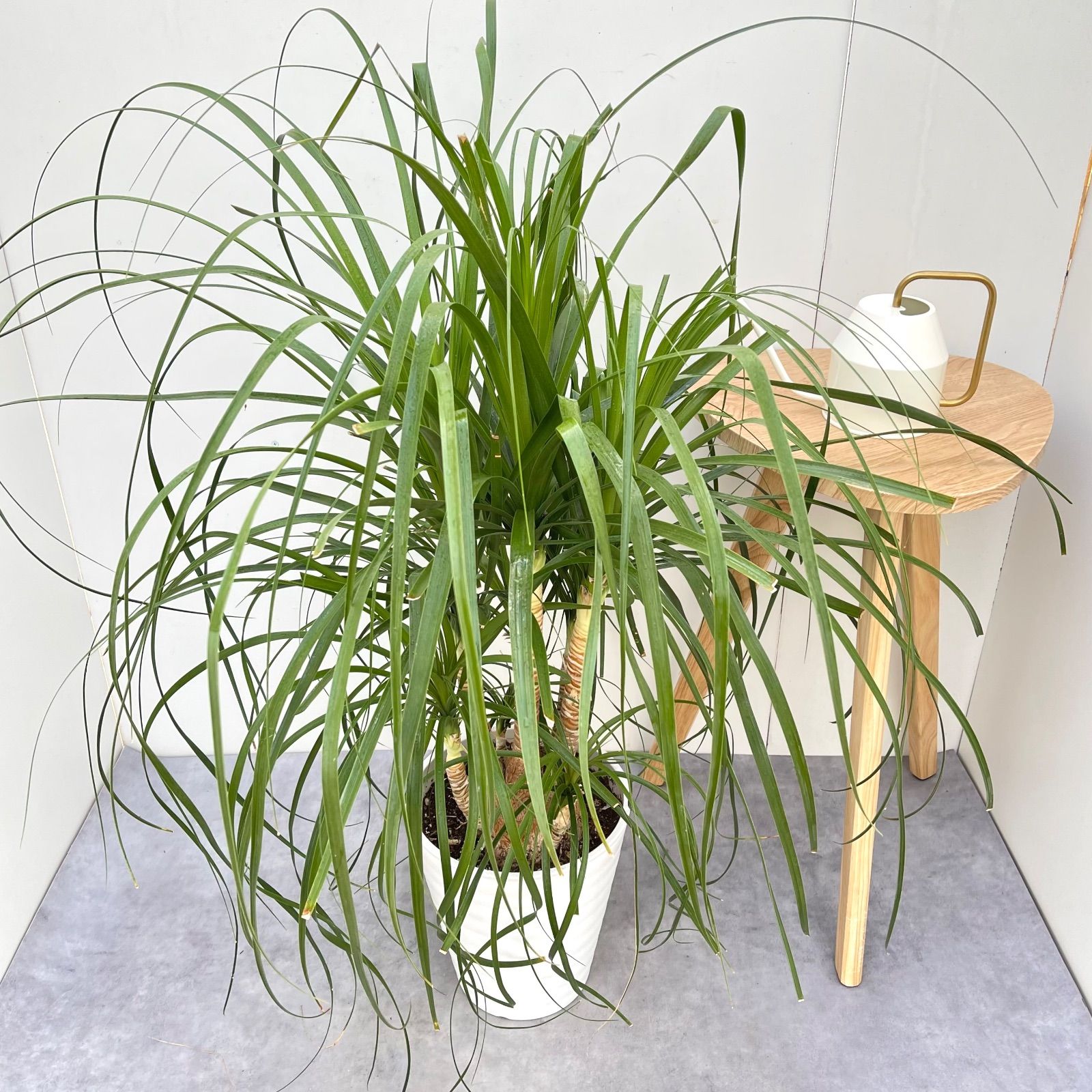 ［現品］14番　トックリラン　8号　ポニーテール　ノリナ　観葉植物　室内　大型 現品］トックリラン ポニーテール 10号 ノリナ 観葉植物 室内 大型