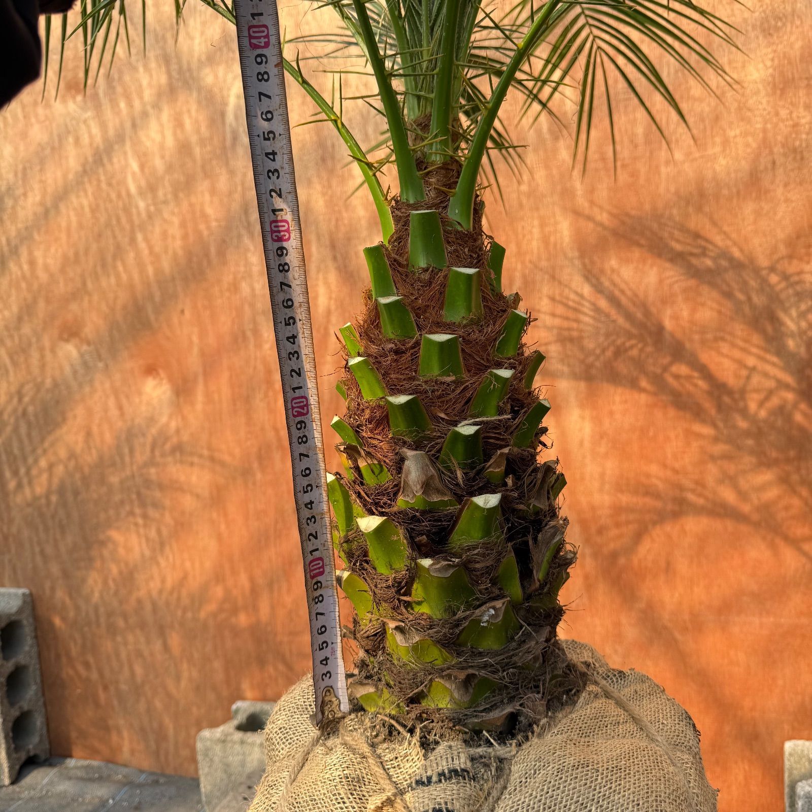 限定株】フェニックス・ロベレニー🌴 1本立ち 希少な極太幹✨ 葉先約