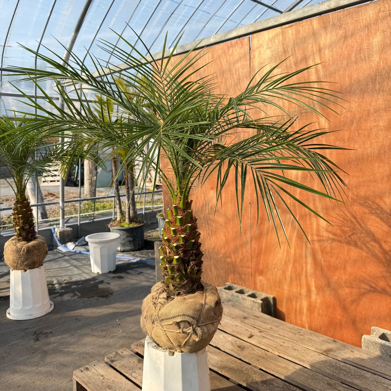 限定株】フェニックス・ロベレニー🌴 1本立ち 希少な極太幹✨ 葉先約