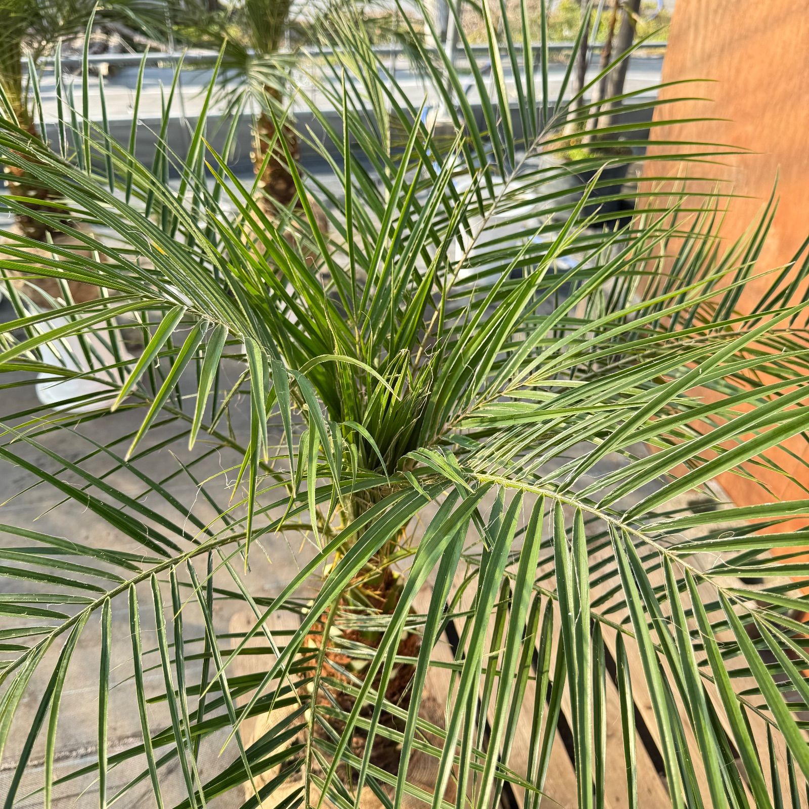 限定株】フェニックス・ロベレニー🌴 1本立ち 希少な極太幹✨ 葉先約