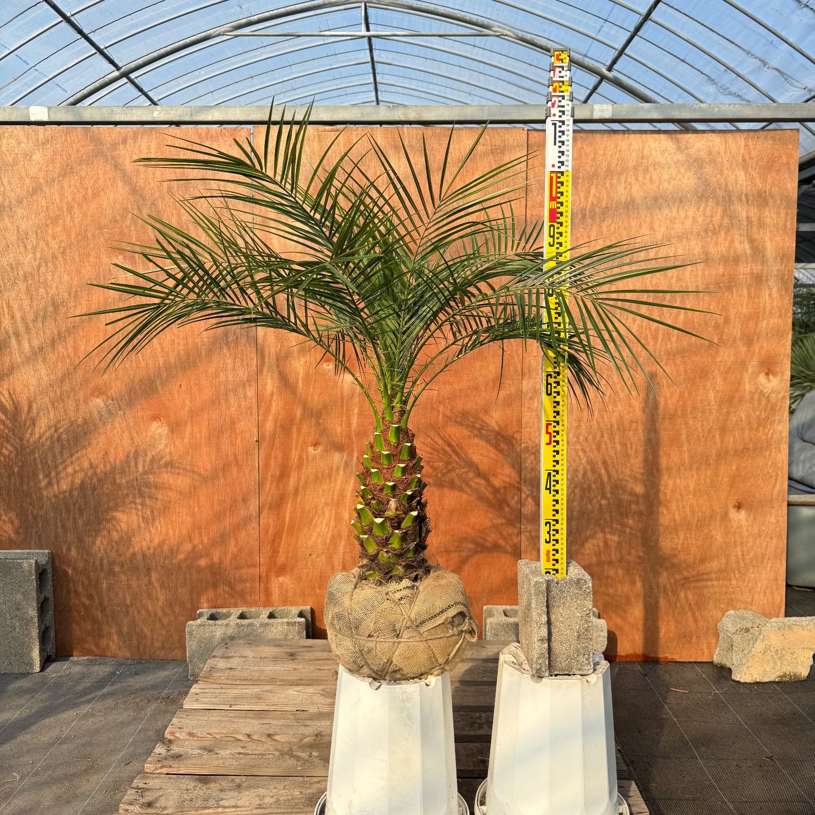 限定株】フェニックス・ロベレニー🌴 1本立ち 希少な極太幹✨ 葉先約