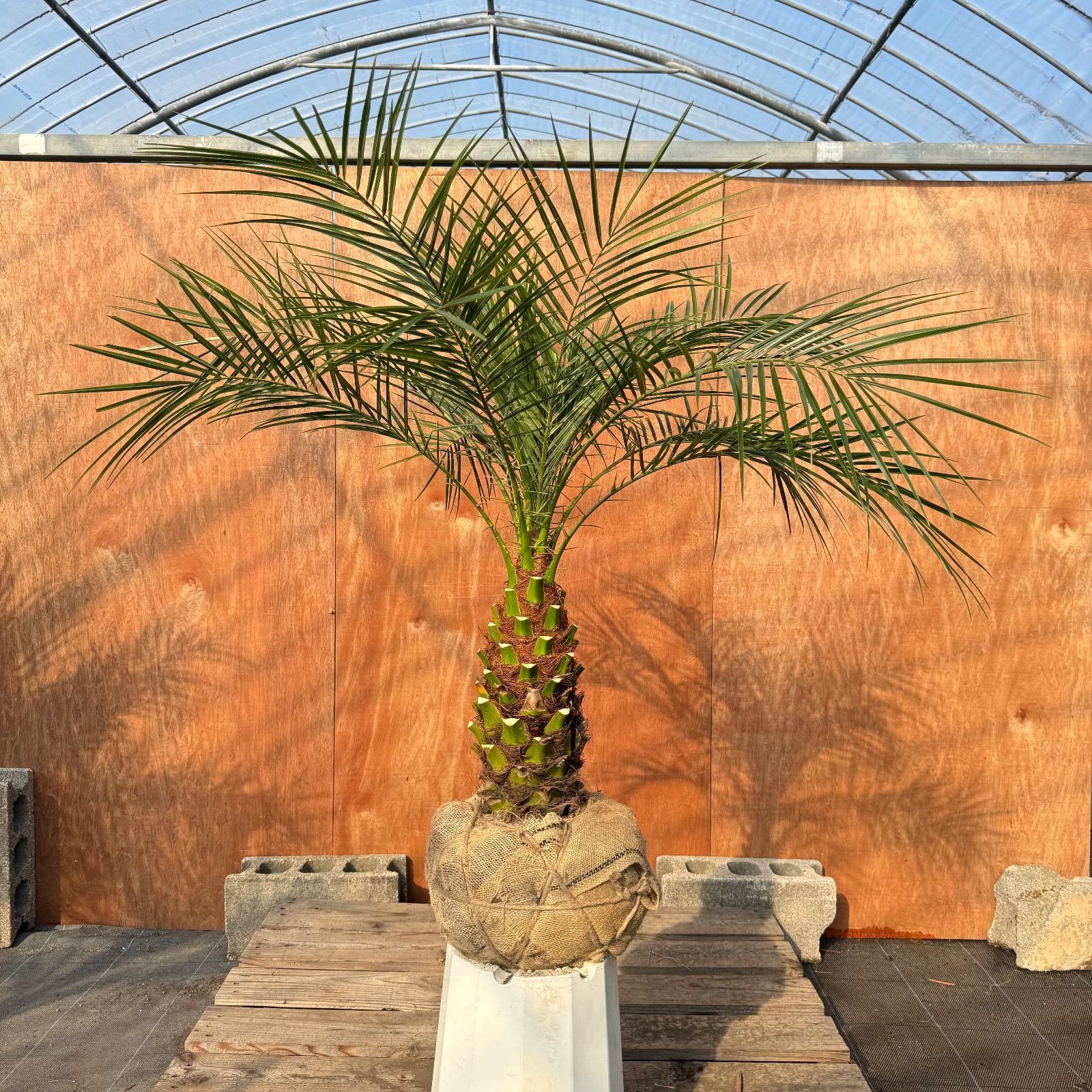 フェニックスロベレニー　約140cm 引き取り限定 限定株】フェニックス・ロベレニー🌴 1本立ち 希少な極太幹✨ 葉先約