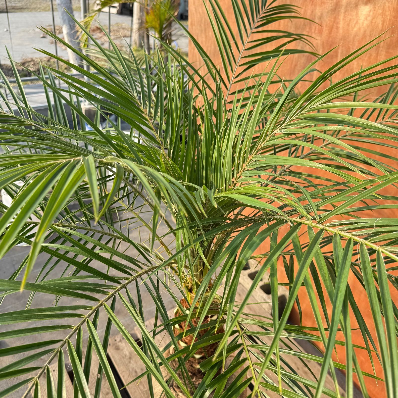 限定株】フェニックス・ロベレニー🌴 1本立ち 希少な極太幹✨ 葉先約