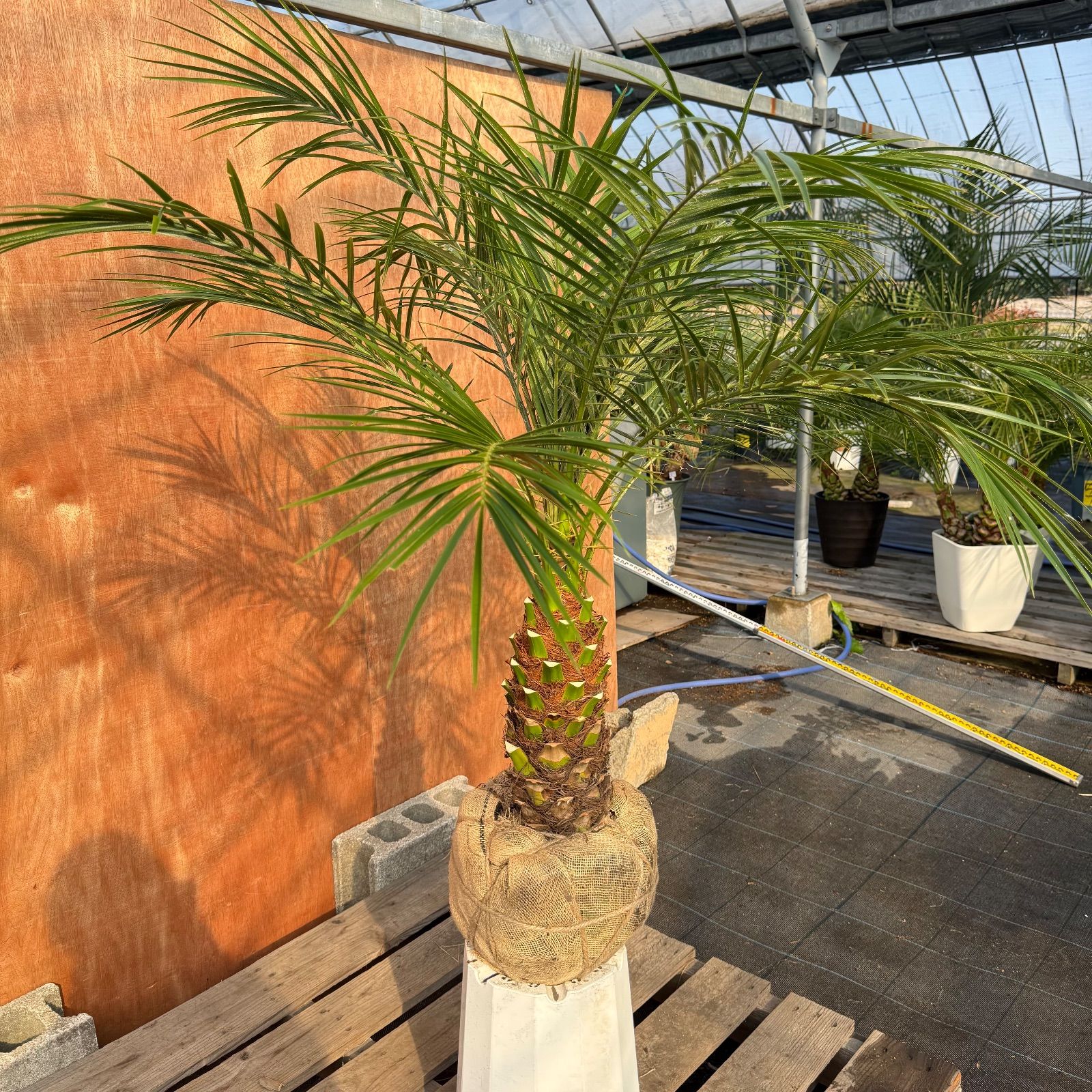 限定株】フェニックス・ロベレニー🌴 1本立ち 希少な極太幹✨ 葉先約