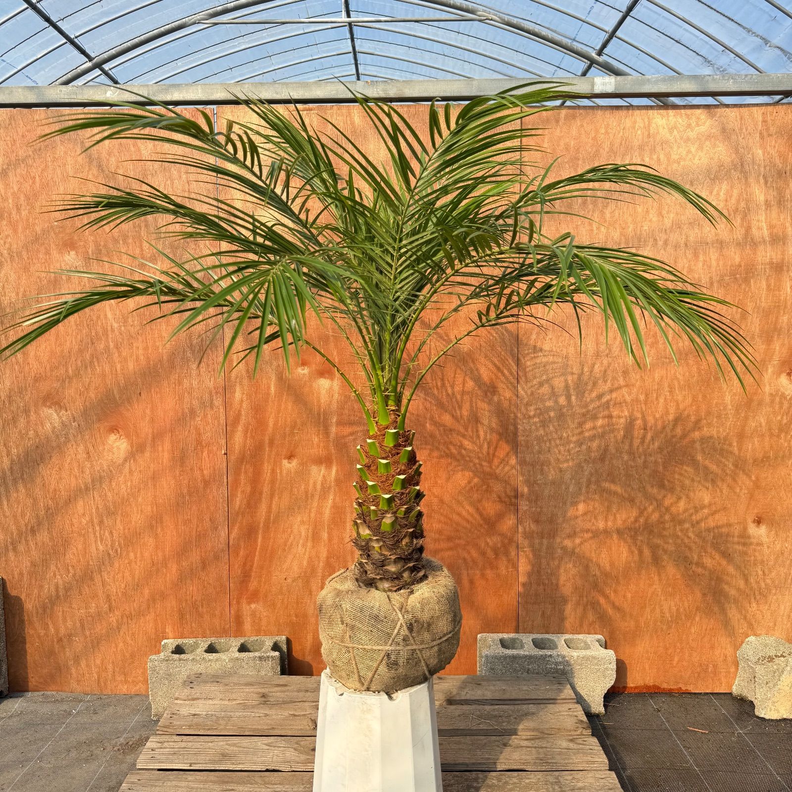 限定株】フェニックス・ロベレニー🌴 1本立ち 希少な極太幹✨ 葉先約