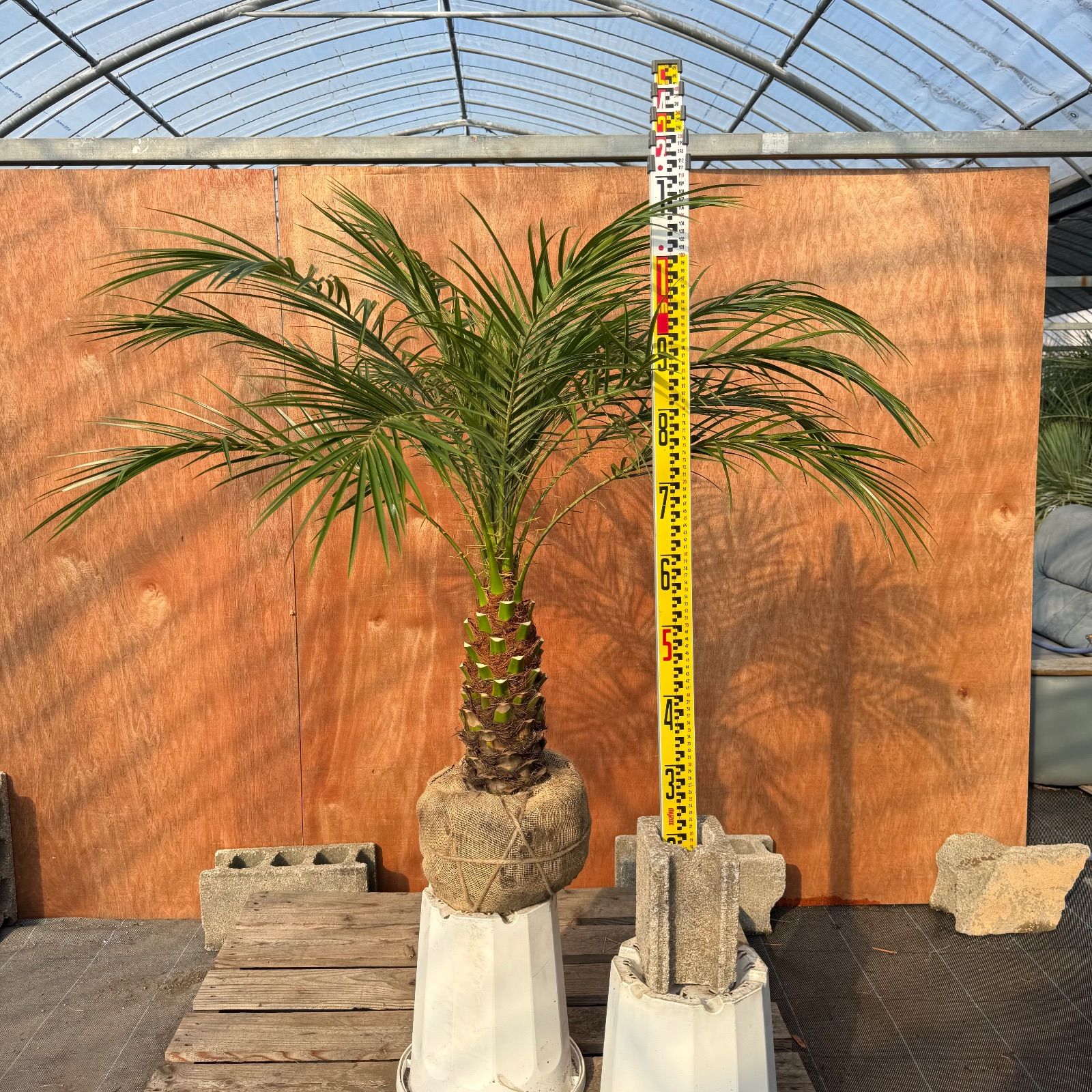 限定株】フェニックス・ロベレニー🌴 1本立ち 希少な極太幹✨ 葉先約