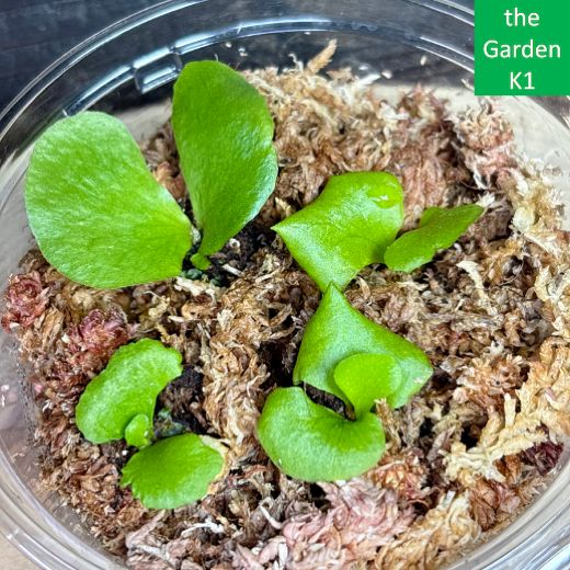 ビカクシダ】リドレイ・キッチャクード・コロナリウム 幼苗 RKC003