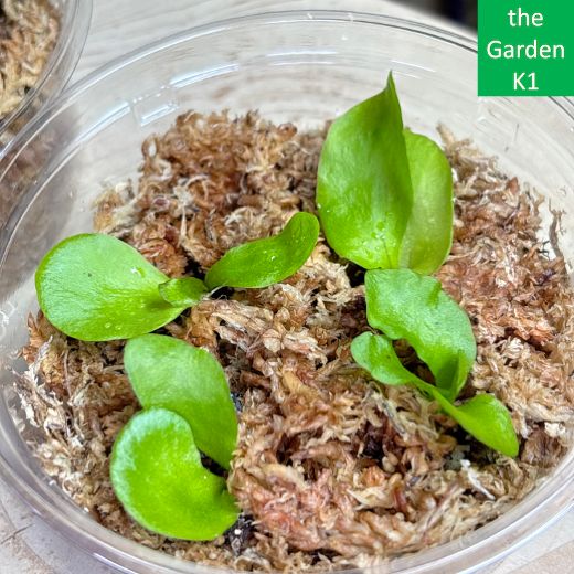 ビカクシダ キッチャクード (リドレイ×コロナリウム) spore 2年目くらいのキッチャクード胞子培養株🌱 リドレイのかっこよさ