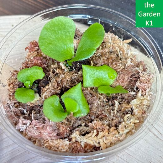 ビカクシダ】リドレイ・キッチャクード・コロナリウム 幼苗 RKC003