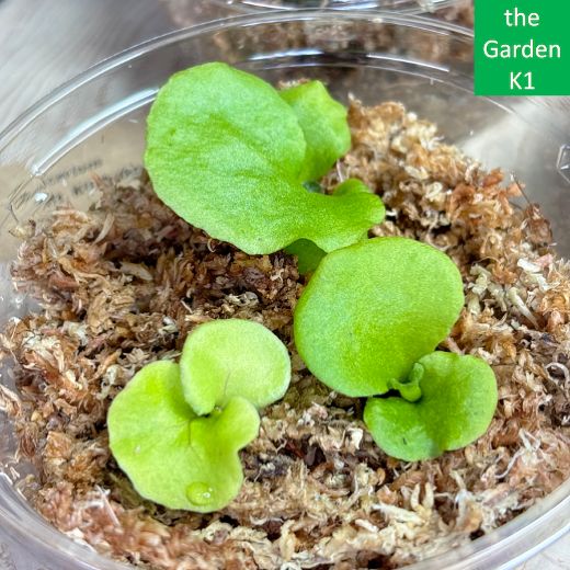 ビカクシダ キッチャクード (リドレイ×コロナリウム) spore 2年目くらいのキッチャクード胞子培養株🌱 リドレイのかっこよさ