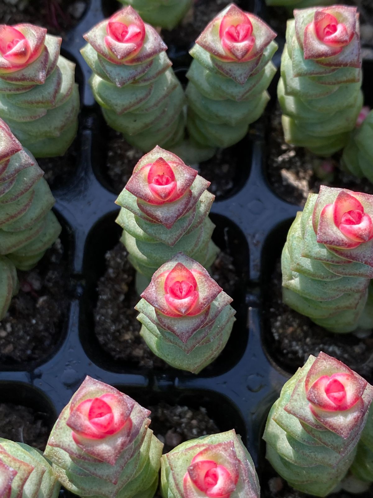 新入荷 数珠星錦 鮮やかな128苗セット 土と根付き 多肉植物 ベンケイソウ クラッスラ属 韓国苗 サボテン 詰め合わせ 寄せ植え LL 136