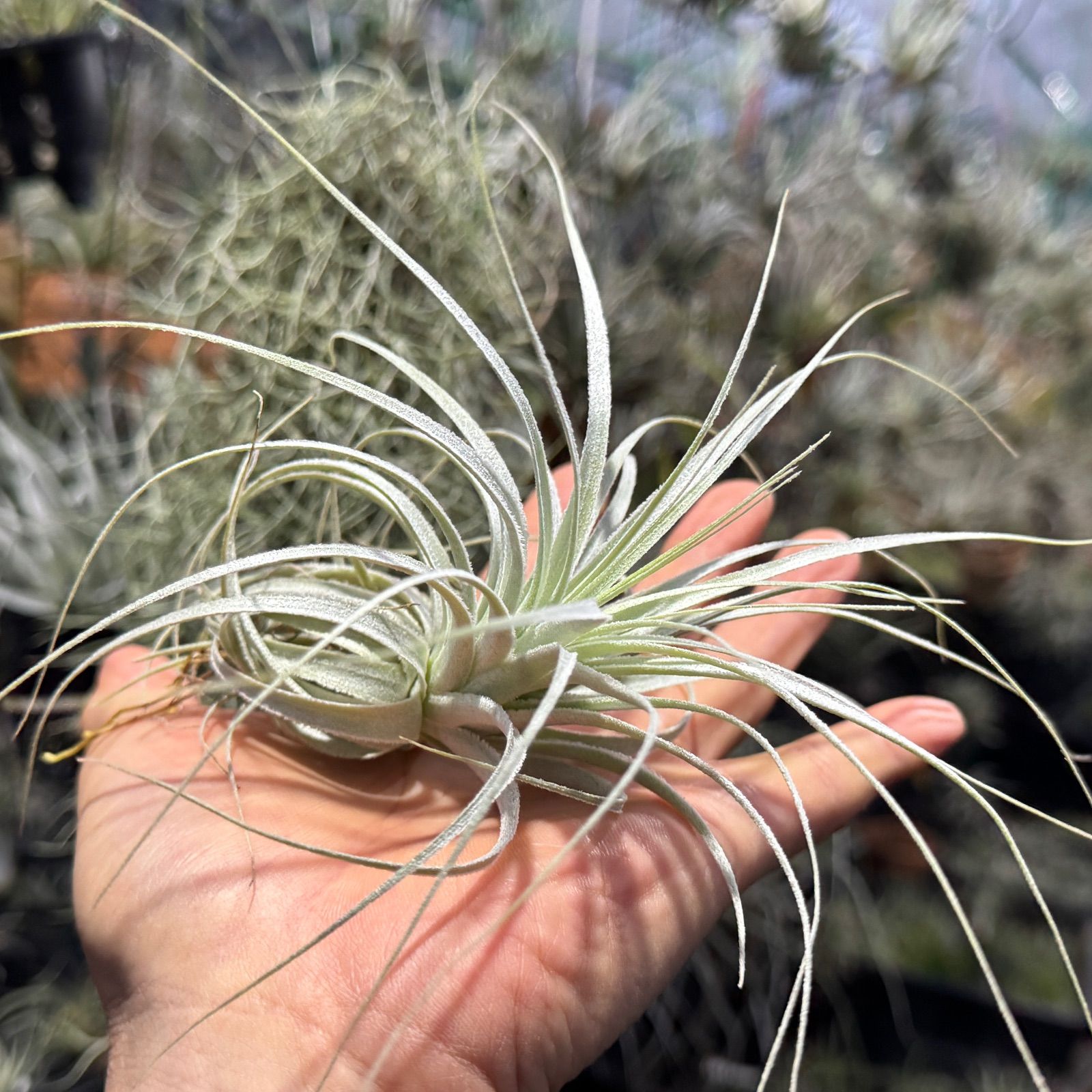チランジア　チャぺウエンシス　Tillandsia chapeuensis 現品販売]チランジア チャペウエンシス Tillandsia chapeuensis ＊(約