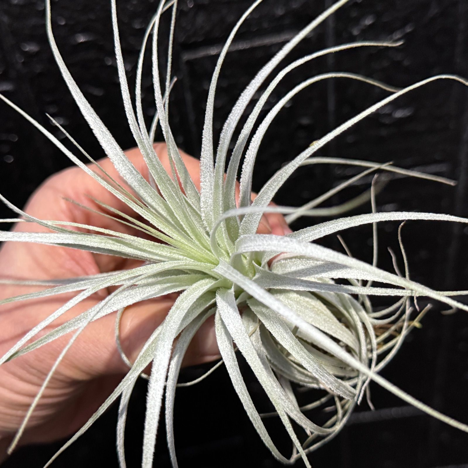 現品＊ 特大極上株＊ チランジア チャペウエンシス Tillandsia