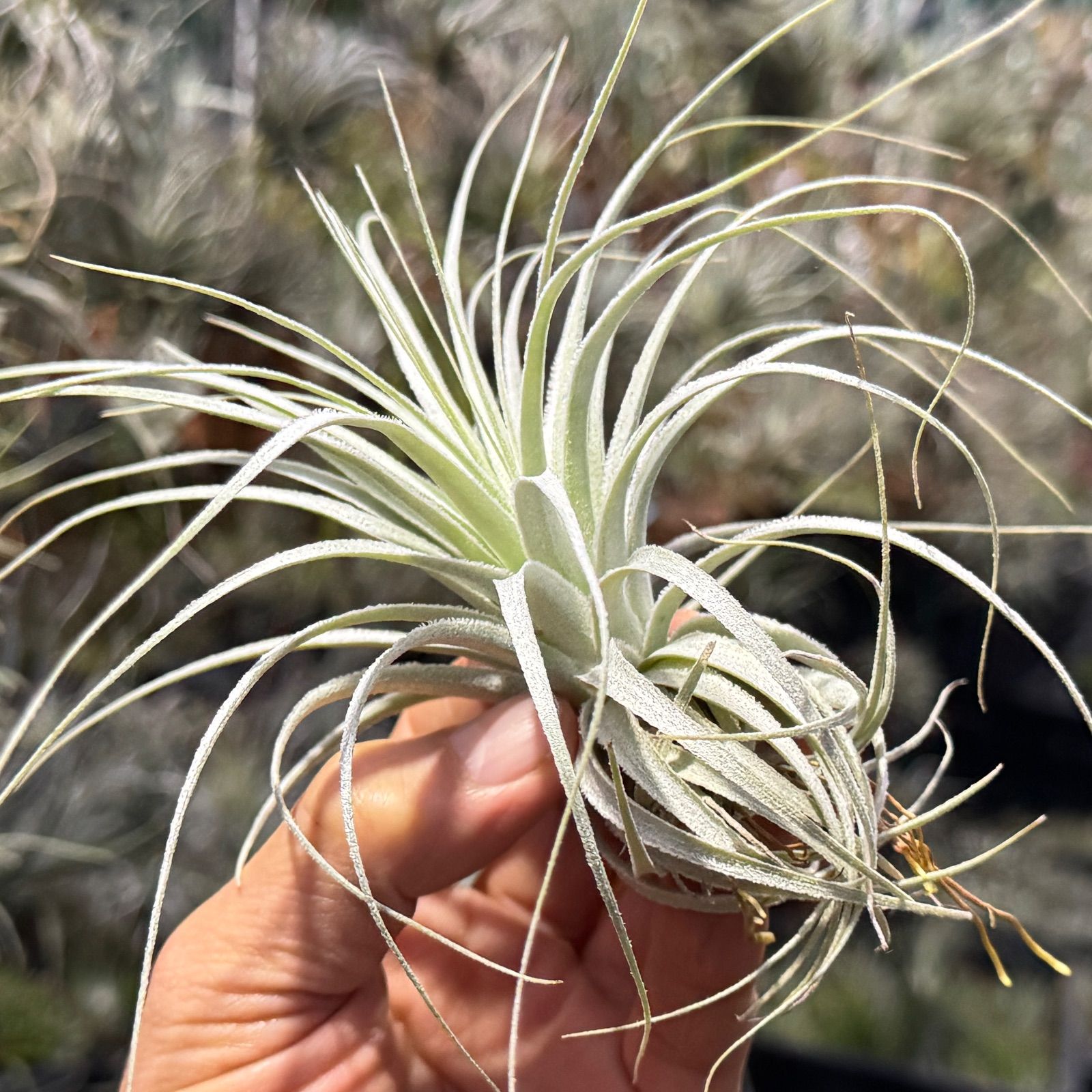 現品＊ 特大極上株＊ チランジア チャペウエンシス Tillandsia