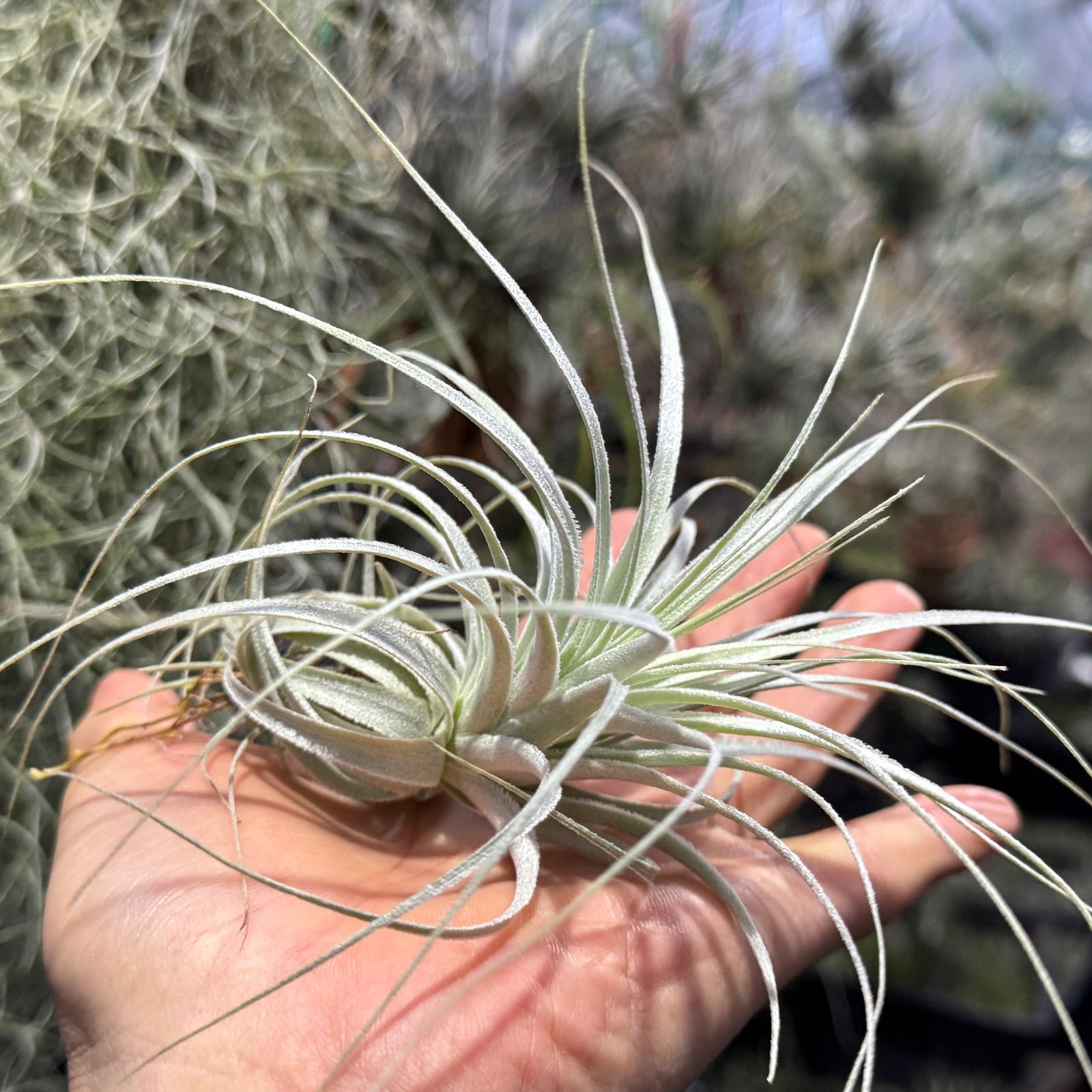 現品＊ 特大極上株＊ チランジア チャペウエンシス Tillandsia